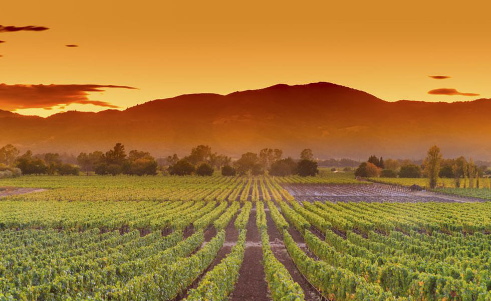  Napa Valley, el paraíso internacional de los mejores viñedosSubtítulo