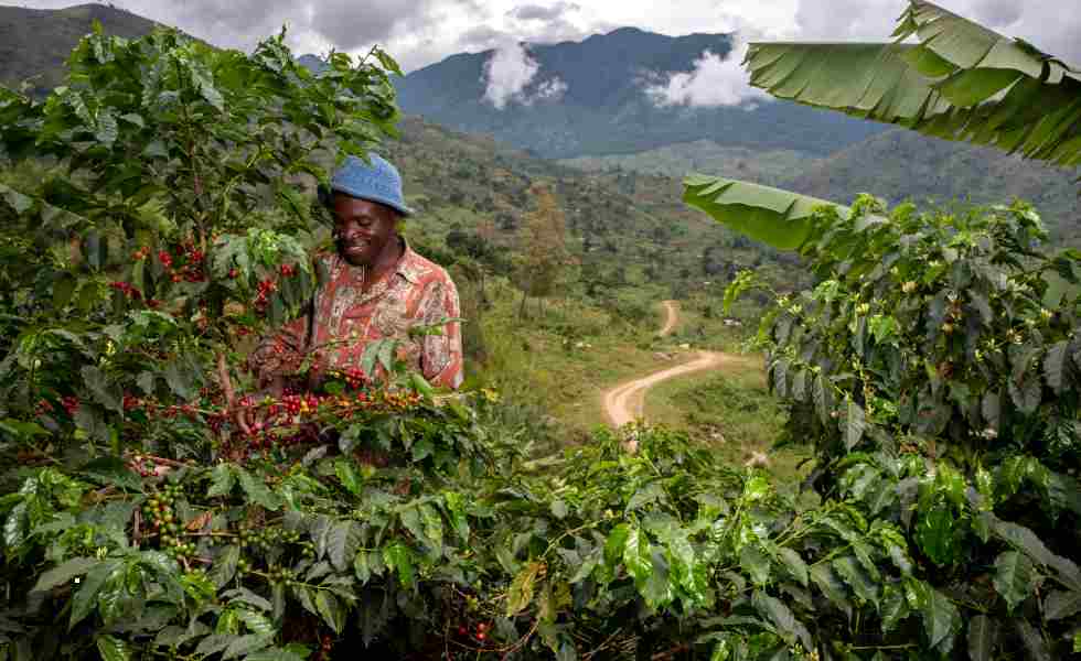  Una iniciativa para revivir la agricultura del café en el mundoSubtítulo