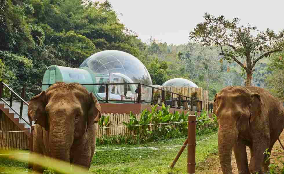  Jungle Bubbles, un elefante en la habitación en TailandiaSubtítulo