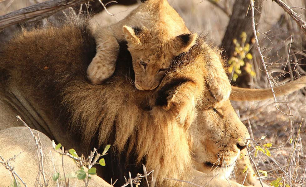  ROAR PRIVÉ, el mejor safari de lujo para conocer ÁfricaSubtítulo