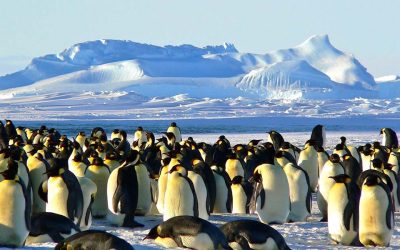  Original Penguin celebra el Día Mundial del PingüinoSubtítulo