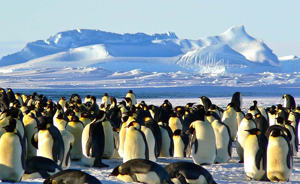  Original Penguin celebra el Día Mundial del PingüinoSubtítulo